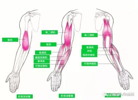 手臂下面叫什麼